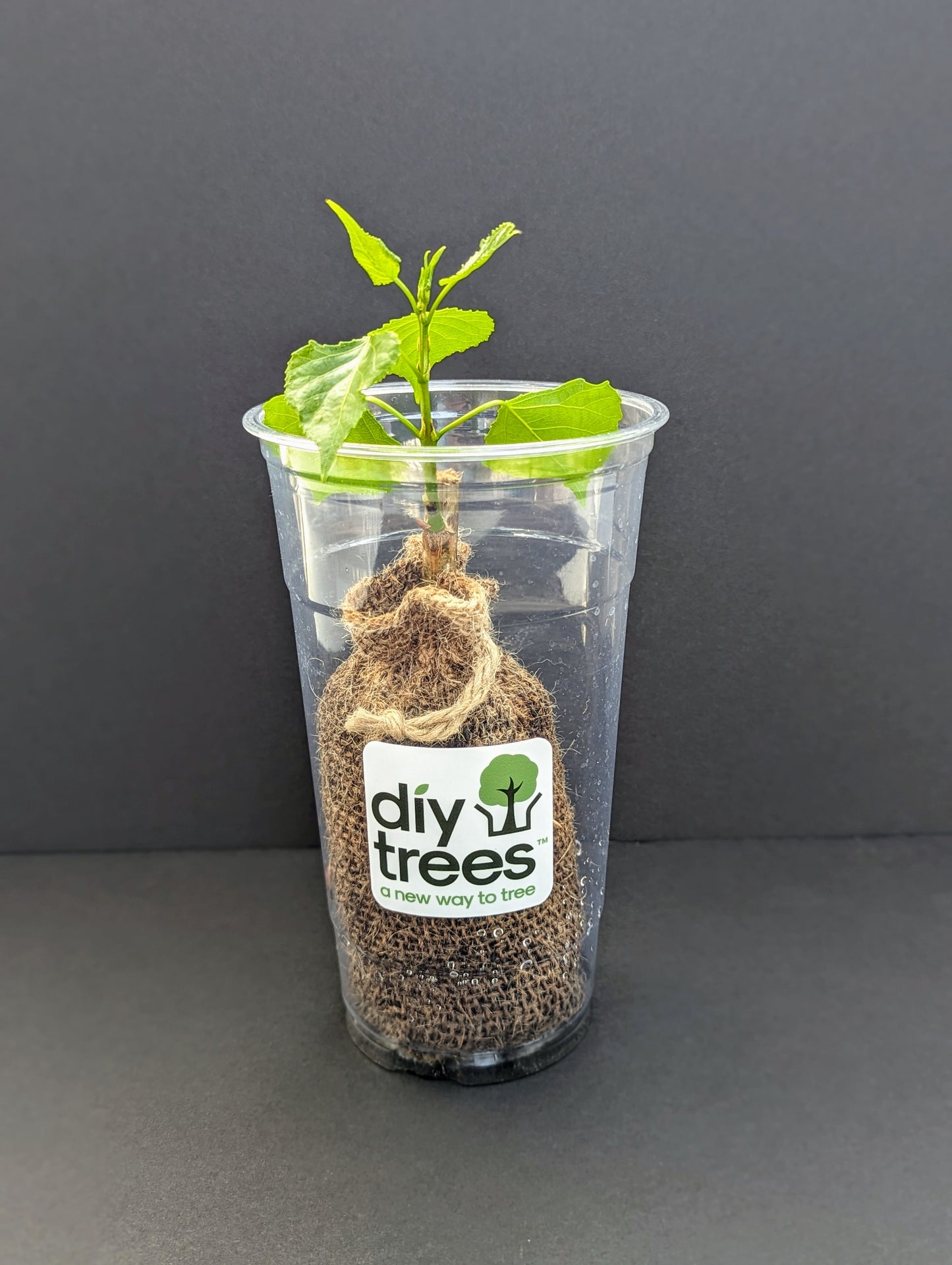 TurboTree in it's growing pod