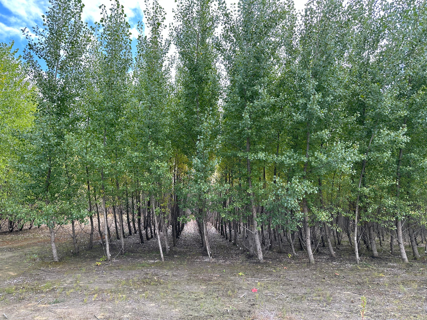 InnovaTree Hybrid Poplars in a tight planting