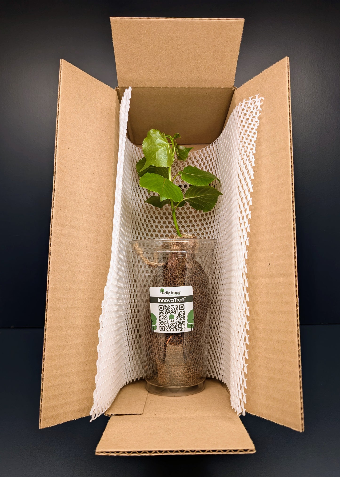 InnovaTree Tree Kit in a Box