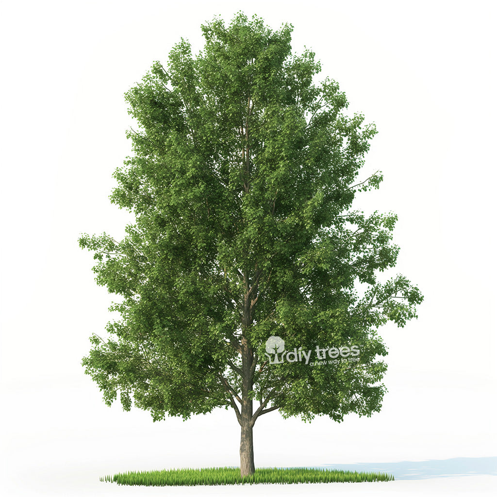 TurboTree Hybrid Poplar as a mature tree