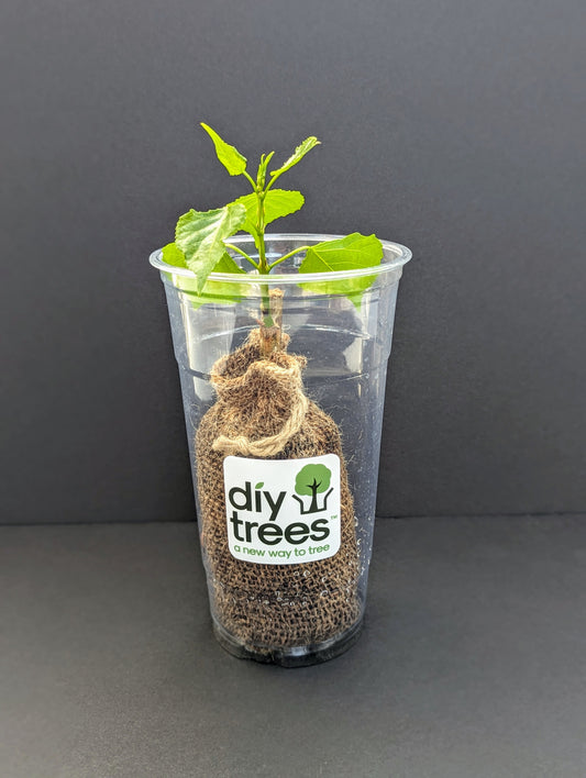 TurboTree in it's growing pod