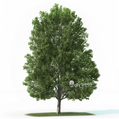 Rendering of what the InnovaTree Looks Like 