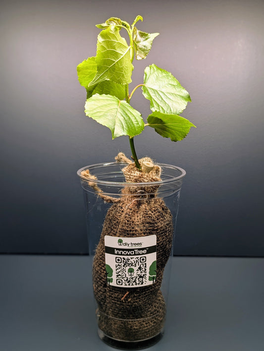InnovaTree Tree in it's growing pod