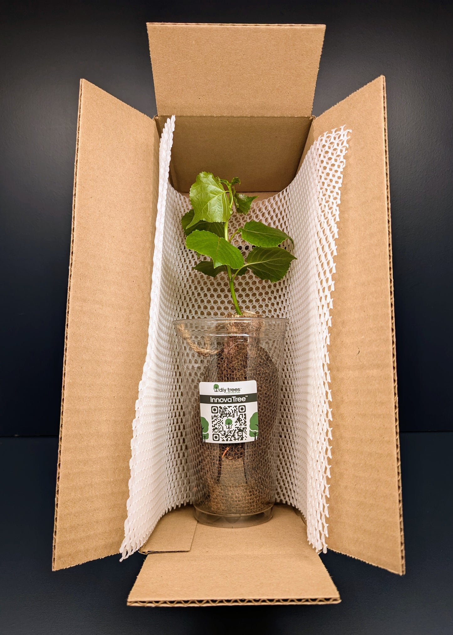 InnovaTree | DIY Trees Kit