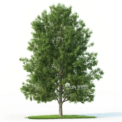 TurboTree Hybrid Poplar Front 